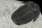 Detailed Gerastos Trilobite Fossil - Morocco #118998-5